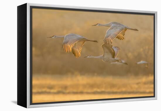 USA, New Mexico, Bosque del Apache. Sandhill cranes flying at sunset.-Jaynes Gallery-Framed Premier Image Canvas