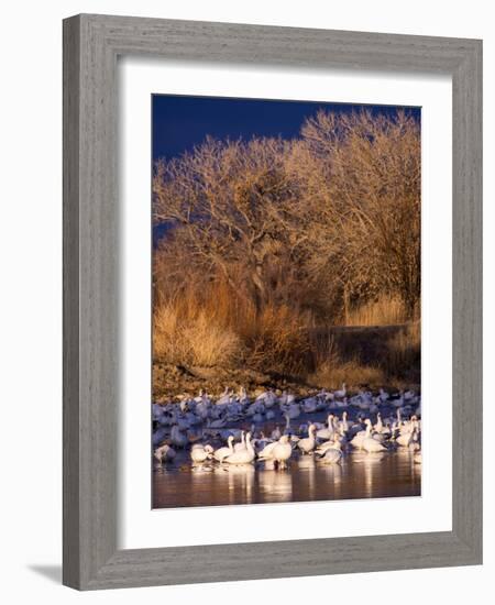 USA, New Mexico, Bosque del Apache, Snow Geese at dawn-Terry Eggers-Framed Photographic Print