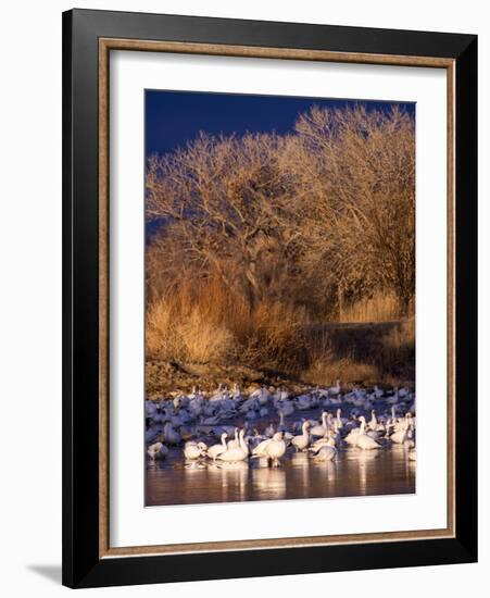 USA, New Mexico, Bosque del Apache, Snow Geese at dawn-Terry Eggers-Framed Photographic Print