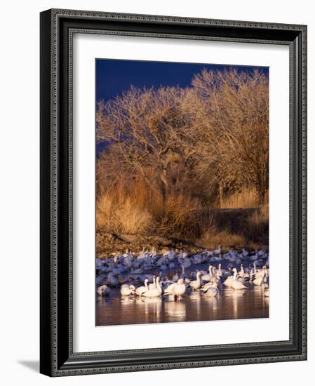 USA, New Mexico, Bosque del Apache, Snow Geese at dawn-Terry Eggers-Framed Photographic Print