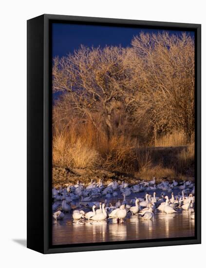 USA, New Mexico, Bosque del Apache, Snow Geese at dawn-Terry Eggers-Framed Premier Image Canvas