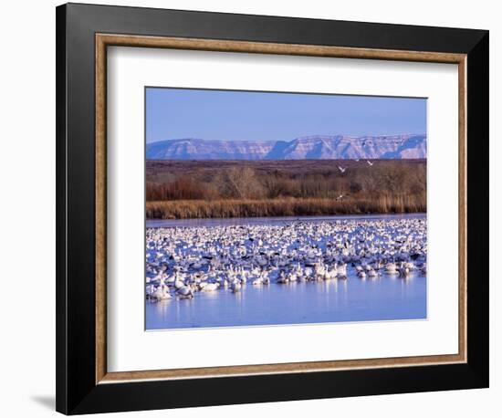 USA, New Mexico, Bosque del Apache, Snow Geese at dawn-Terry Eggers-Framed Photographic Print