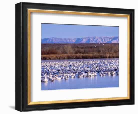 USA, New Mexico, Bosque del Apache, Snow Geese at dawn-Terry Eggers-Framed Photographic Print