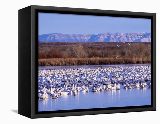 USA, New Mexico, Bosque del Apache, Snow Geese at dawn-Terry Eggers-Framed Premier Image Canvas