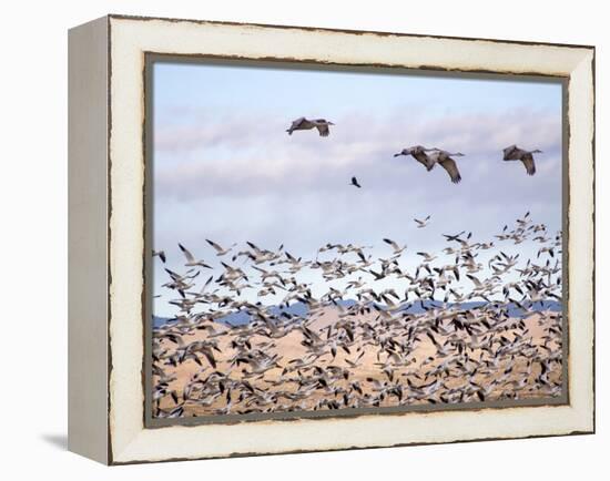 USA, New Mexico, Bosque del Apache, Snow Geese following sand Hill Cranes-Terry Eggers-Framed Premier Image Canvas