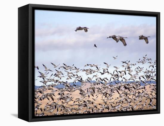 USA, New Mexico, Bosque del Apache, Snow Geese following sand Hill Cranes-Terry Eggers-Framed Premier Image Canvas