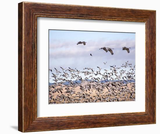 USA, New Mexico, Bosque del Apache, Snow Geese following sand Hill Cranes-Terry Eggers-Framed Photographic Print