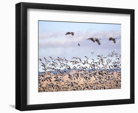 USA, New Mexico, Bosque del Apache, Snow Geese following sand Hill Cranes-Terry Eggers-Framed Photographic Print