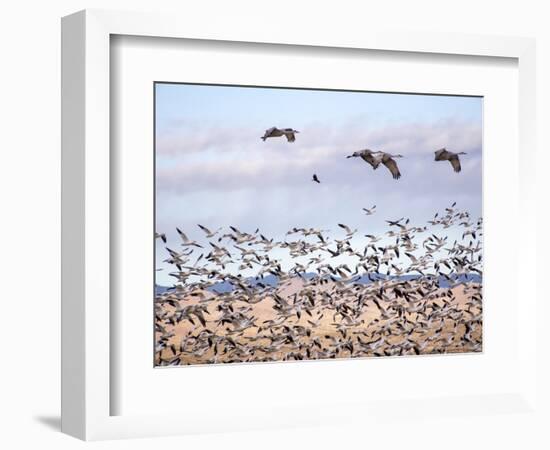 USA, New Mexico, Bosque del Apache, Snow Geese following sand Hill Cranes-Terry Eggers-Framed Photographic Print