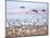 USA, New Mexico, Bosque del Apache, Snow Geese following sand Hill Cranes-Terry Eggers-Mounted Photographic Print