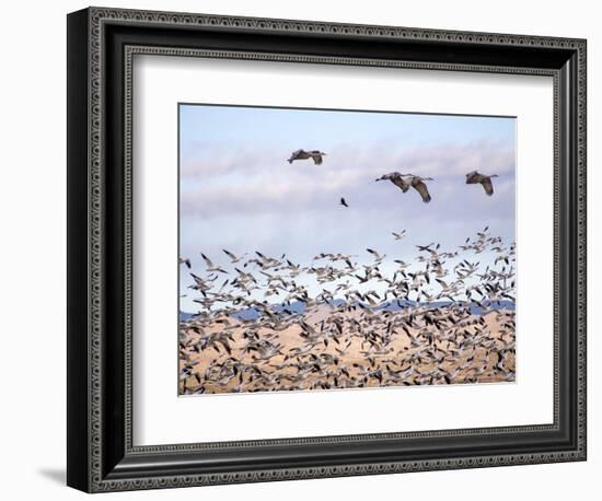 USA, New Mexico, Bosque del Apache, Snow Geese following sand Hill Cranes-Terry Eggers-Framed Photographic Print