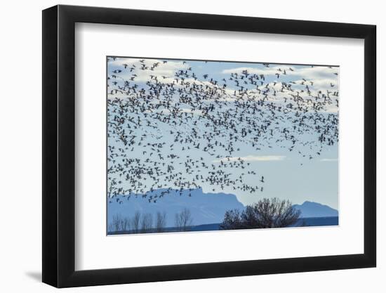 USA, New Mexico, Bosque del Apache. Snow geese in flight.-Jaynes Gallery-Framed Photographic Print