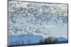 USA, New Mexico, Bosque del Apache. Snow geese in flight.-Jaynes Gallery-Mounted Photographic Print