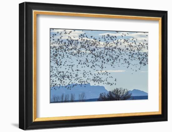 USA, New Mexico, Bosque del Apache. Snow geese in flight.-Jaynes Gallery-Framed Photographic Print