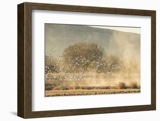 USA, New Mexico, Bosque del Apache. Snow geese landing.-Jaynes Gallery-Framed Photographic Print