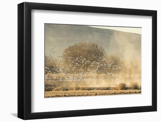 USA, New Mexico, Bosque del Apache. Snow geese landing.-Jaynes Gallery-Framed Photographic Print