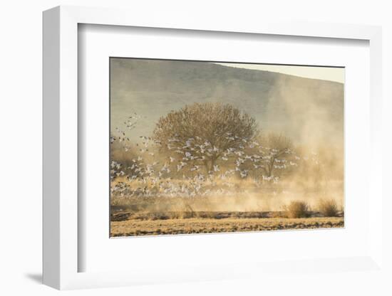 USA, New Mexico, Bosque del Apache. Snow geese landing.-Jaynes Gallery-Framed Photographic Print