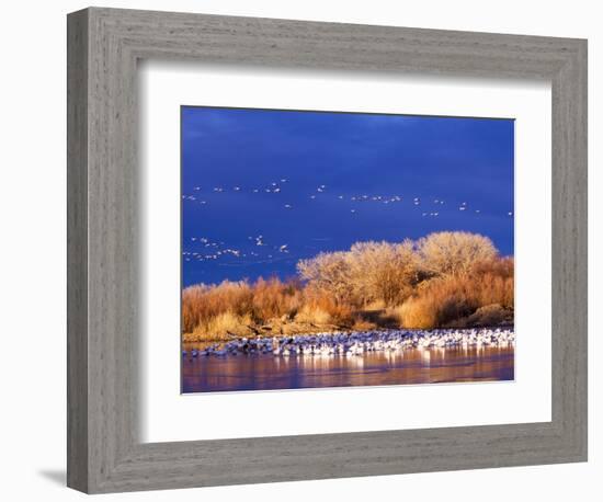 USA, New Mexico, Bosque del Apache-Terry Eggers-Framed Photographic Print