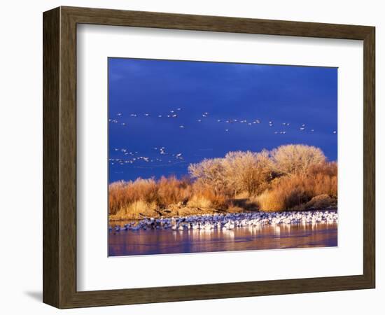 USA, New Mexico, Bosque del Apache-Terry Eggers-Framed Photographic Print