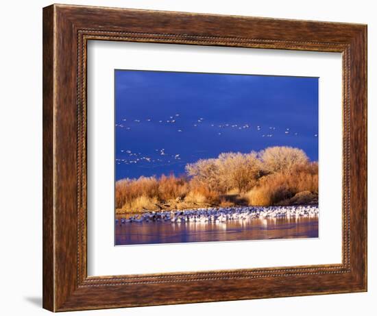 USA, New Mexico, Bosque del Apache-Terry Eggers-Framed Photographic Print