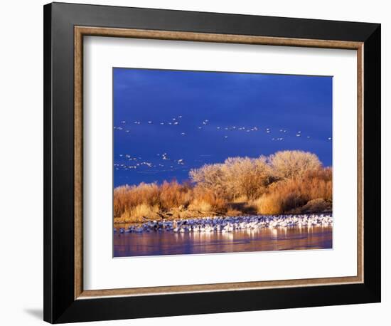 USA, New Mexico, Bosque del Apache-Terry Eggers-Framed Photographic Print
