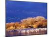 USA, New Mexico, Bosque del Apache-Terry Eggers-Mounted Photographic Print