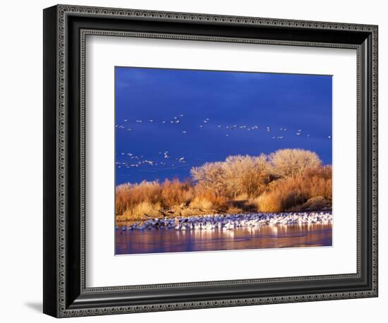 USA, New Mexico, Bosque del Apache-Terry Eggers-Framed Photographic Print