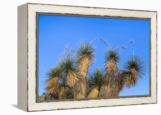 Usa, New Mexico, City of Rocks State Park. Yucca Plants-Don Paulson-Framed Premier Image Canvas