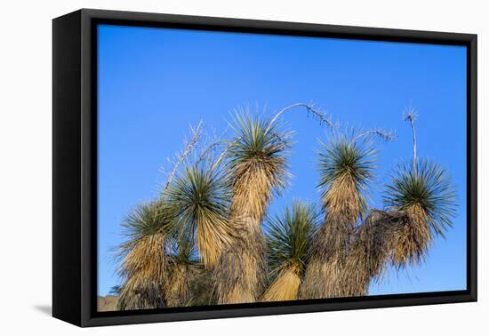 Usa, New Mexico, City of Rocks State Park. Yucca Plants-Don Paulson-Framed Premier Image Canvas