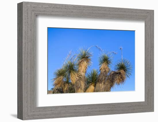 Usa, New Mexico, City of Rocks State Park. Yucca Plants-Don Paulson-Framed Photographic Print