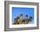 Usa, New Mexico, City of Rocks State Park. Yucca Plants-Don Paulson-Framed Photographic Print