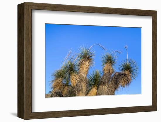 Usa, New Mexico, City of Rocks State Park. Yucca Plants-Don Paulson-Framed Photographic Print