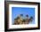 Usa, New Mexico, City of Rocks State Park. Yucca Plants-Don Paulson-Framed Photographic Print