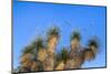 Usa, New Mexico, City of Rocks State Park. Yucca Plants-Don Paulson-Mounted Photographic Print