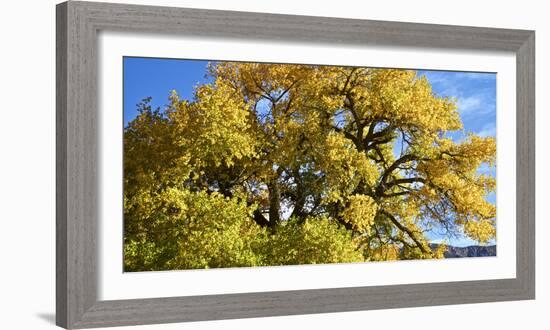 USA, New Mexico. Jemez Mountains Fall Foliage.-Connie Bransilver-Framed Photographic Print