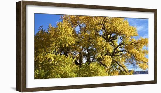 USA, New Mexico. Jemez Mountains Fall Foliage.-Connie Bransilver-Framed Photographic Print