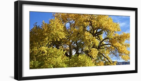 USA, New Mexico. Jemez Mountains Fall Foliage.-Connie Bransilver-Framed Photographic Print