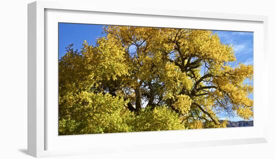 USA, New Mexico. Jemez Mountains Fall Foliage.-Connie Bransilver-Framed Photographic Print