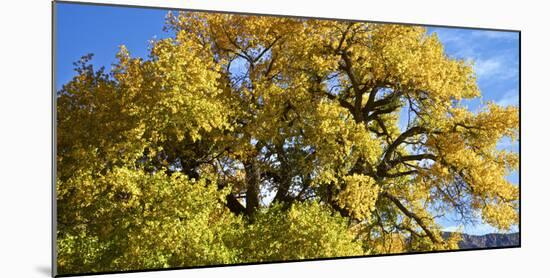 USA, New Mexico. Jemez Mountains Fall Foliage.-Connie Bransilver-Mounted Photographic Print