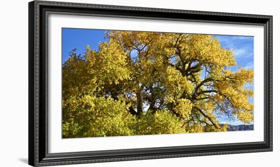 USA, New Mexico. Jemez Mountains Fall Foliage.-Connie Bransilver-Framed Photographic Print