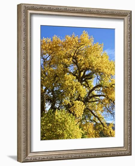 USA, New Mexico. Jemez Mountains Fall Foliage.-Connie Bransilver-Framed Photographic Print