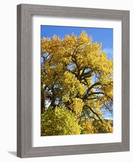 USA, New Mexico. Jemez Mountains Fall Foliage.-Connie Bransilver-Framed Photographic Print