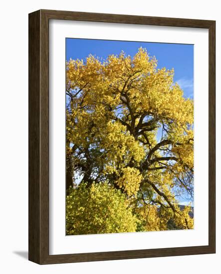 USA, New Mexico. Jemez Mountains Fall Foliage.-Connie Bransilver-Framed Photographic Print