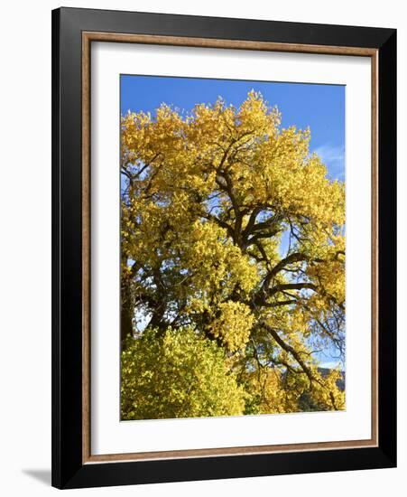 USA, New Mexico. Jemez Mountains Fall Foliage.-Connie Bransilver-Framed Photographic Print