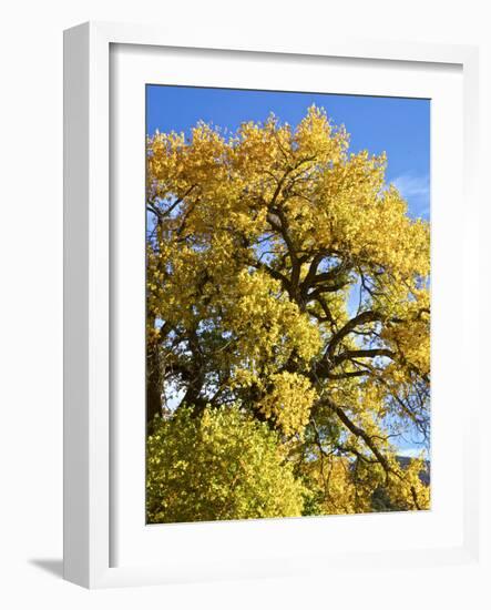 USA, New Mexico. Jemez Mountains Fall Foliage.-Connie Bransilver-Framed Photographic Print