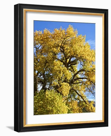 USA, New Mexico. Jemez Mountains Fall Foliage.-Connie Bransilver-Framed Photographic Print