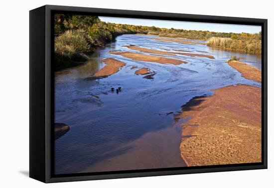 USA, New Mexico, Los Ranchos Fall Acequia, Cottonwood foliage-Connie Bransilver-Framed Premier Image Canvas