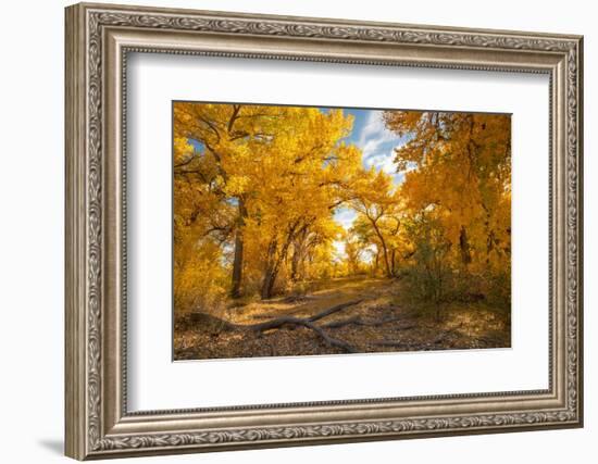 USA, New Mexico, Sandoval County. Cottonwood trees in autumn.-Jaynes Gallery-Framed Photographic Print