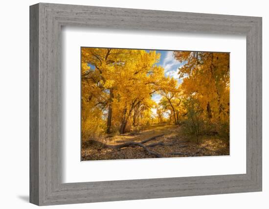 USA, New Mexico, Sandoval County. Cottonwood trees in autumn.-Jaynes Gallery-Framed Photographic Print