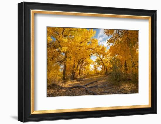 USA, New Mexico, Sandoval County. Cottonwood trees in autumn.-Jaynes Gallery-Framed Photographic Print